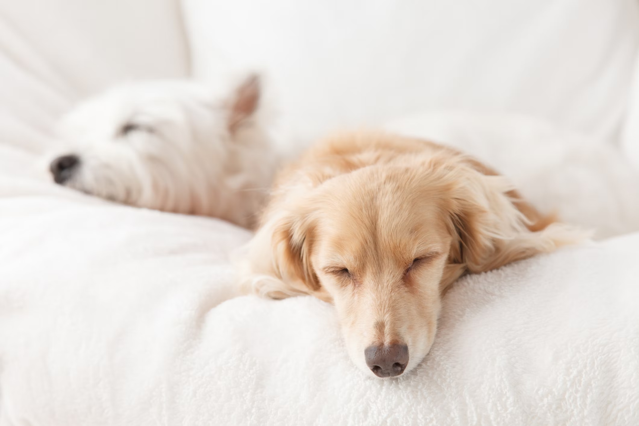 Pet-friendly-Hotels